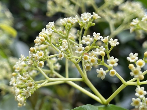 Urceola micrantha iNat (1)