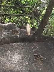 Nycticorax nycticorax