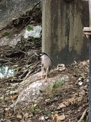 Nycticorax nycticorax
