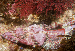 Thysanophrys cirronasus