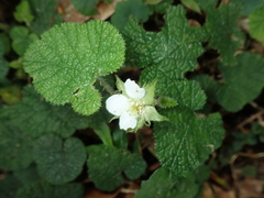 Rubus pectinellus