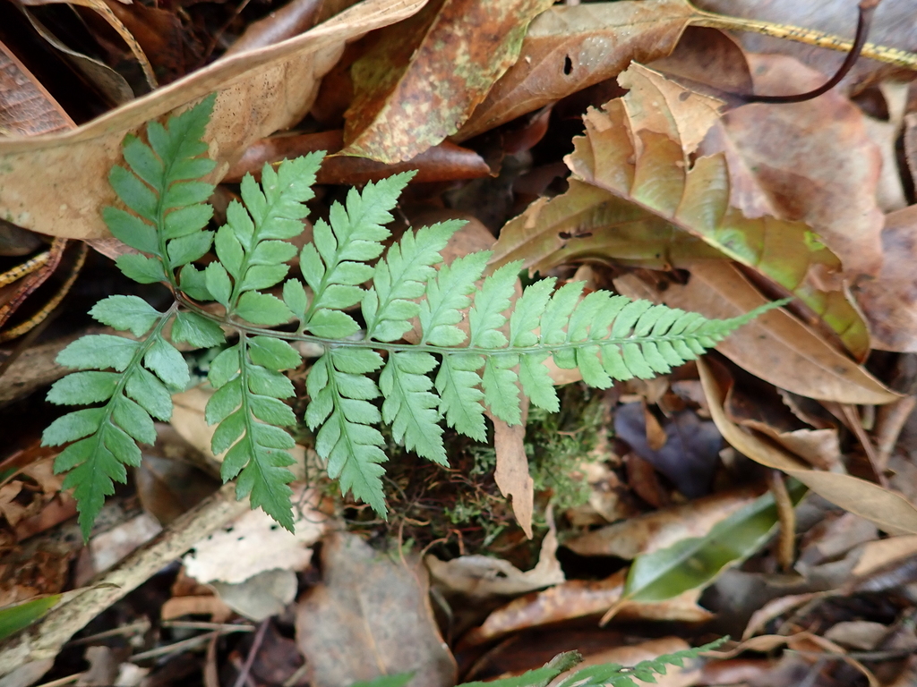 Athyrium erythropodum (Athyrium erythropodum)