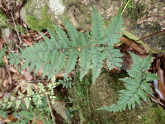 Athyrium arisanense