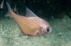 Pempheris multiradiata
