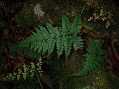Athyrium arisanense