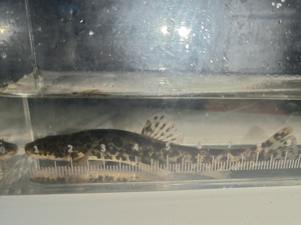 Stone loach (Barbatula toni) — Nemacheilidae