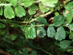 Elatostema obtusum trilobulatum