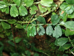 Elatostema obtusum trilobulatum