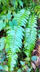 Nephrolepis biserrata