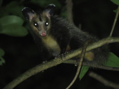 Guianan White-Eared Opossum photo 5