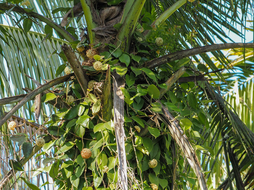Hoya incrassata, 2024-03-13