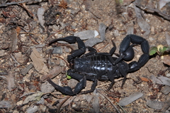 Teruelius grandidieri