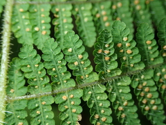 Acystopteris tenuisecta