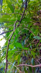 Leucauge celebesiana