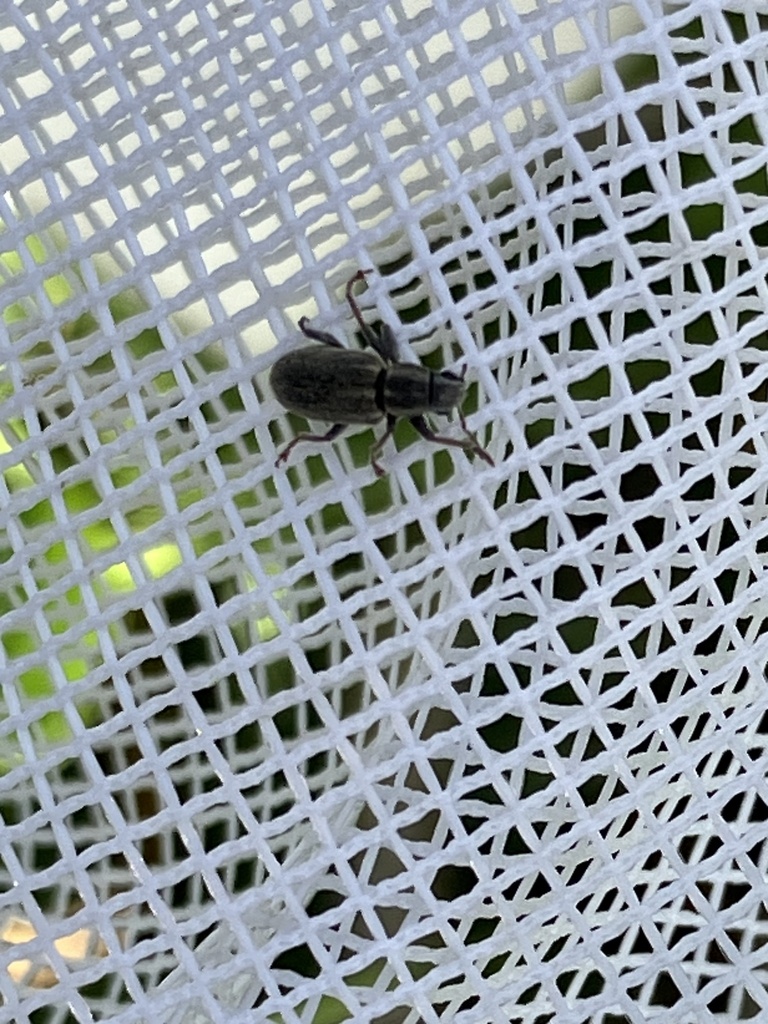 Pea Weevil from Trinity River Audubon Center, Dallas, TX, US on March ...