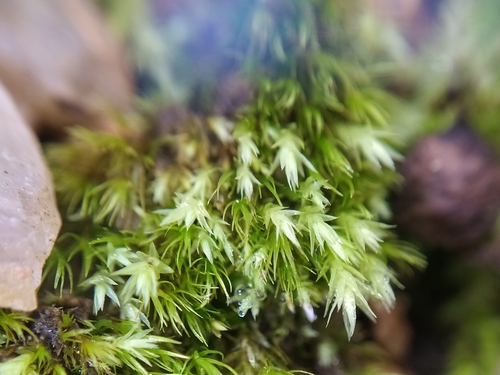 Yellow Thread-moss (Pohlia lutescens)
