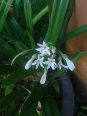 Cryptostephanus vansonii