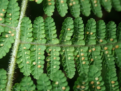 Acystopteris tenuisecta