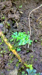 Cyathodium foetidissimum