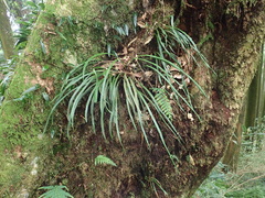 Haplopteris flexuosa