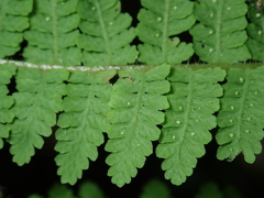 Acystopteris tenuisecta