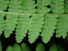 Acystopteris tenuisecta