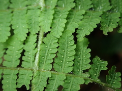 Acystopteris tenuisecta