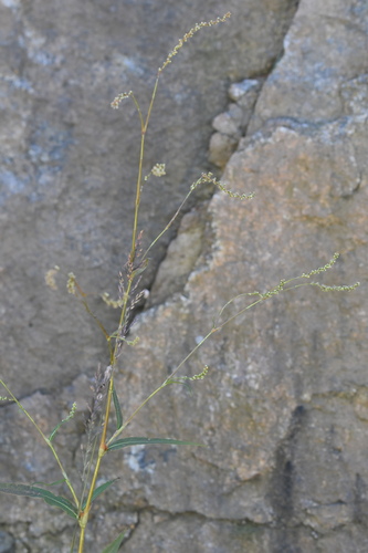Persicaria viscofera iNat (3)