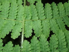 Acystopteris tenuisecta