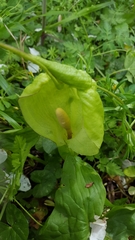 Arum maculatum