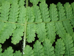 Acystopteris tenuisecta
