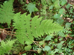 Acystopteris tenuisecta