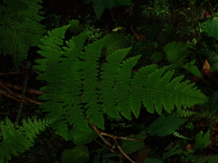 Acystopteris tenuisecta