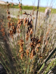 Thamnochortus punctatus