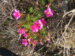 Oxalis hirta