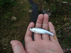 Opsariichthys evolans