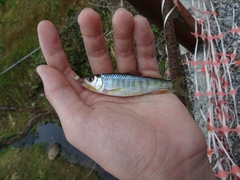 Opsariichthys evolans