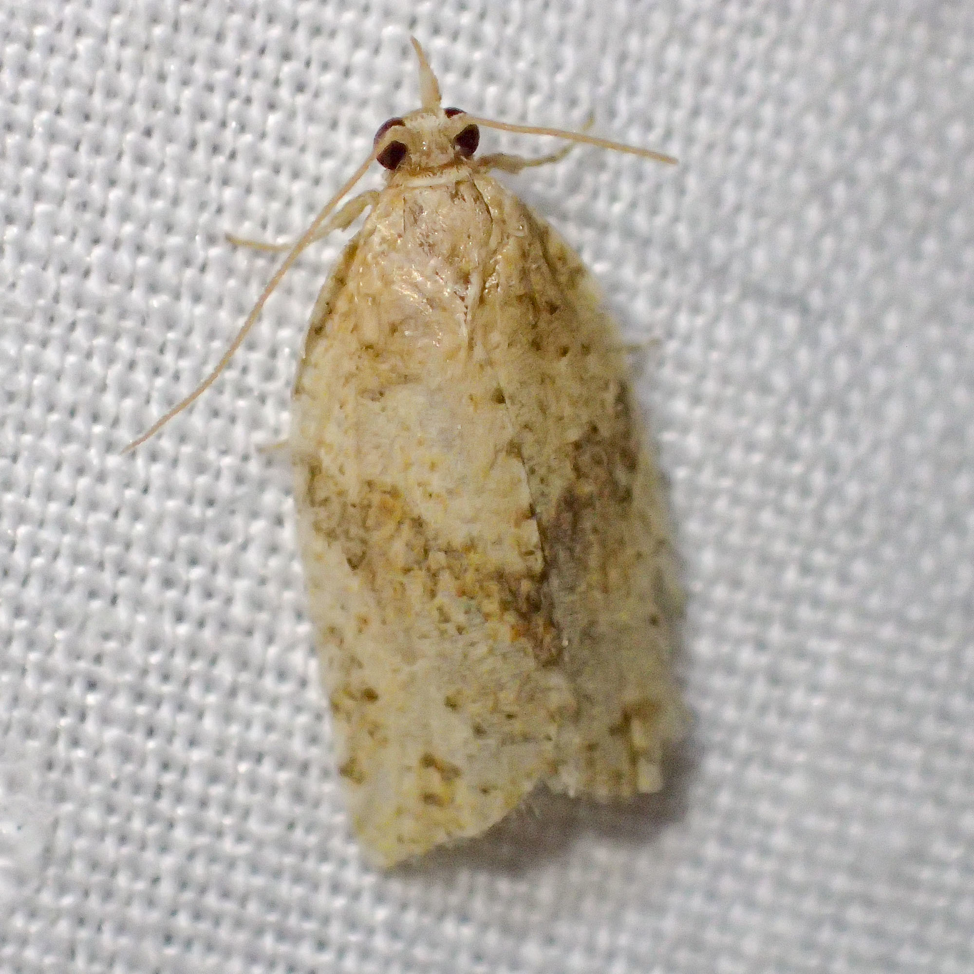 Epiphyas fruit moths in Western Australia – light brown apple moth