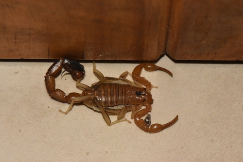 Teruelius annulatus