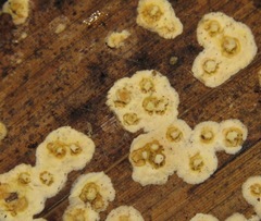 Moelleriella