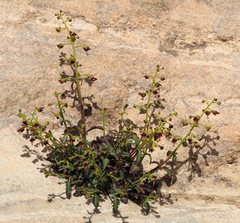 Scrophularia xylorrhiza