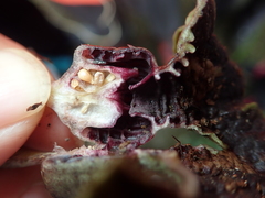 Asarum hypogynum
