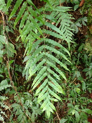 Polypodiastrum mengtzeense