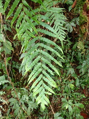 Polypodiastrum mengtzeense