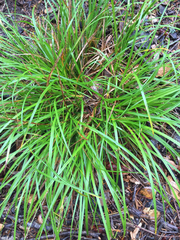Carex globosa