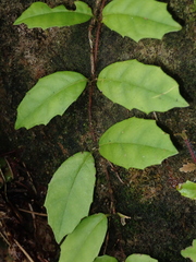 Hydrangea integrifolia