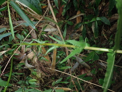 Pseudocyclosorus esquirolii