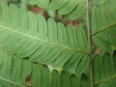 Pseudocyclosorus esquirolii