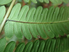 Pseudocyclosorus esquirolii