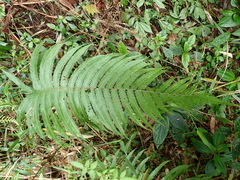 Pseudocyclosorus esquirolii